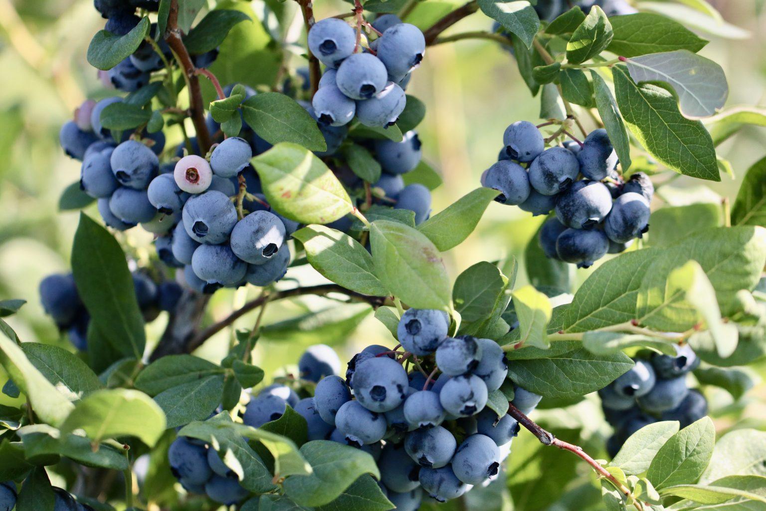 How We Pick Our Blueberries - Agrarian Angel How We Pick Blueberries