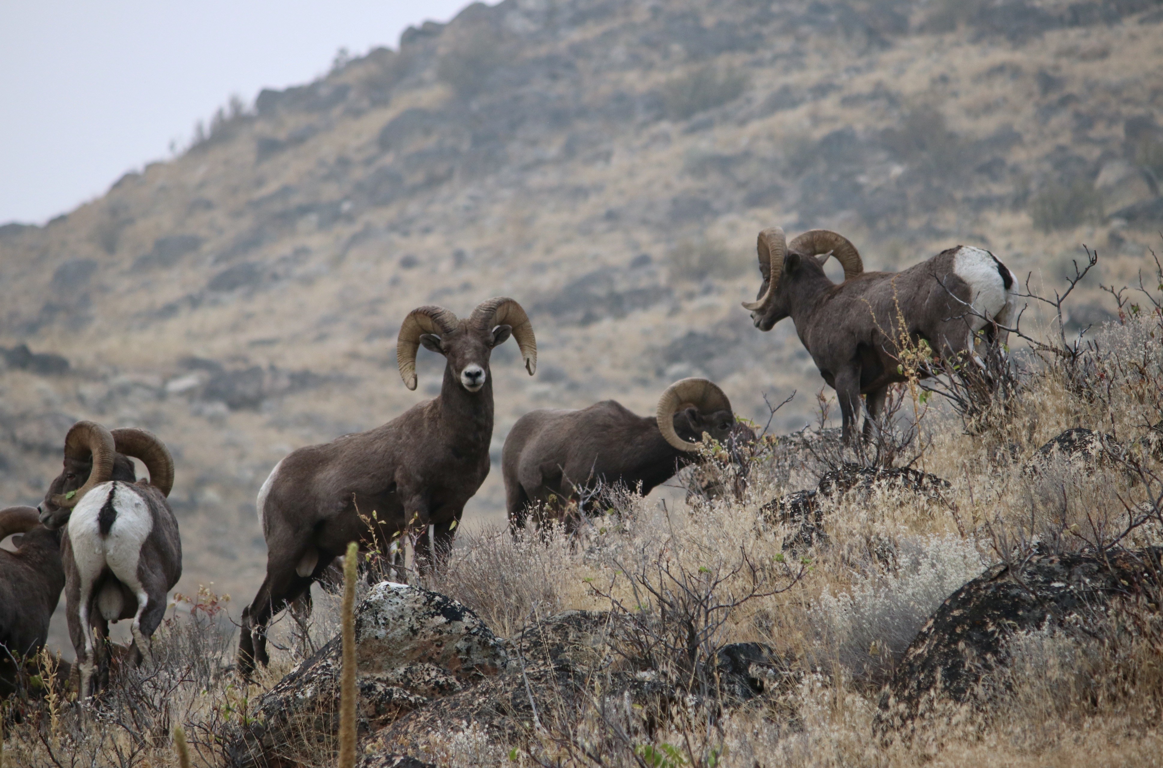 Agrarian Angel Chelan Butte Bighorn Sheep - Farm Life