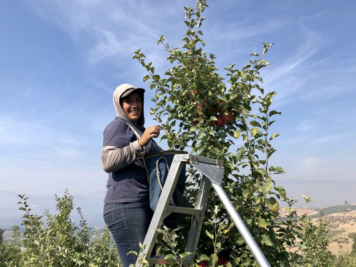 organic harvest worker