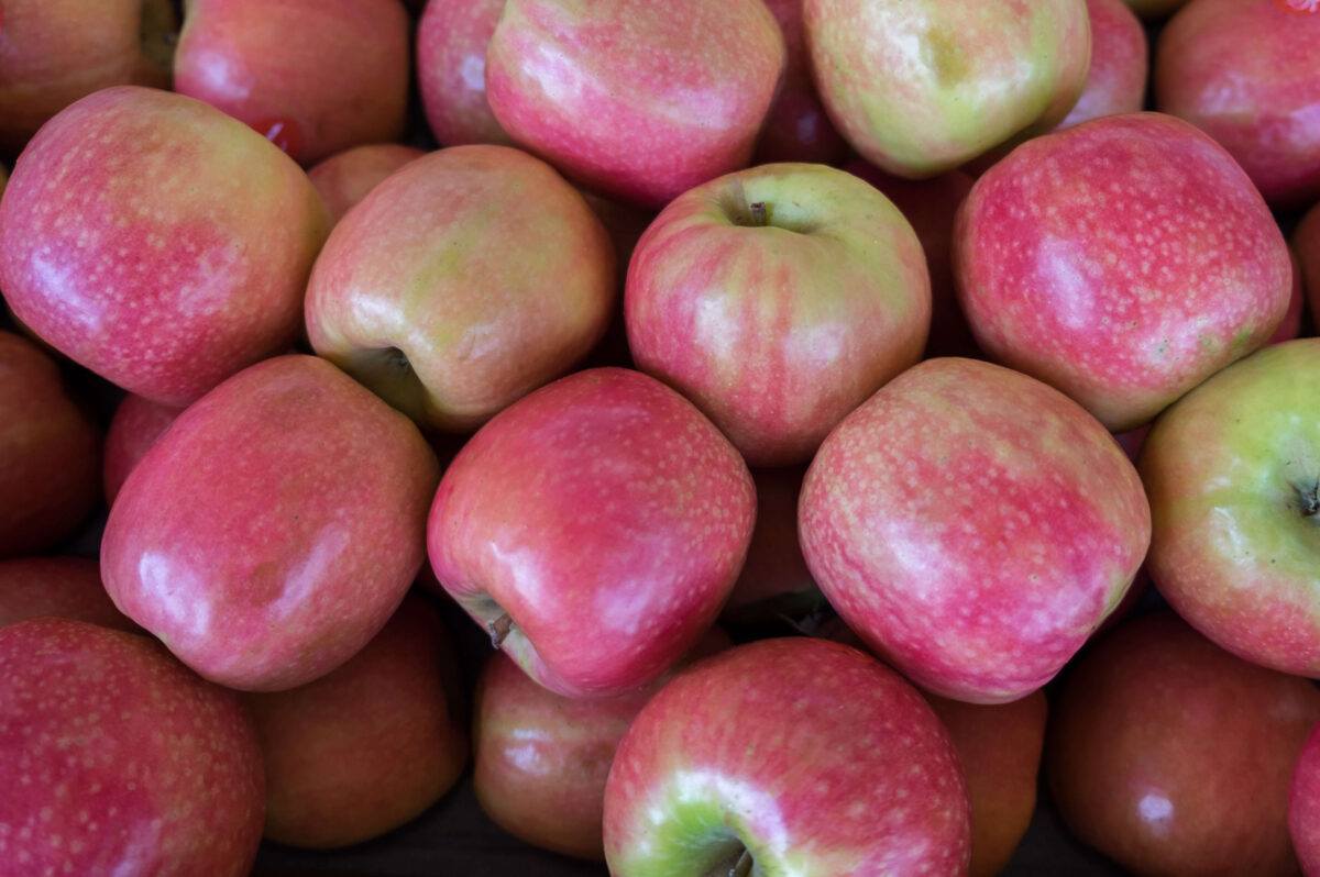 Pink Lady Apples - Organic Pink Lady Apples - Washington Fruit Growers