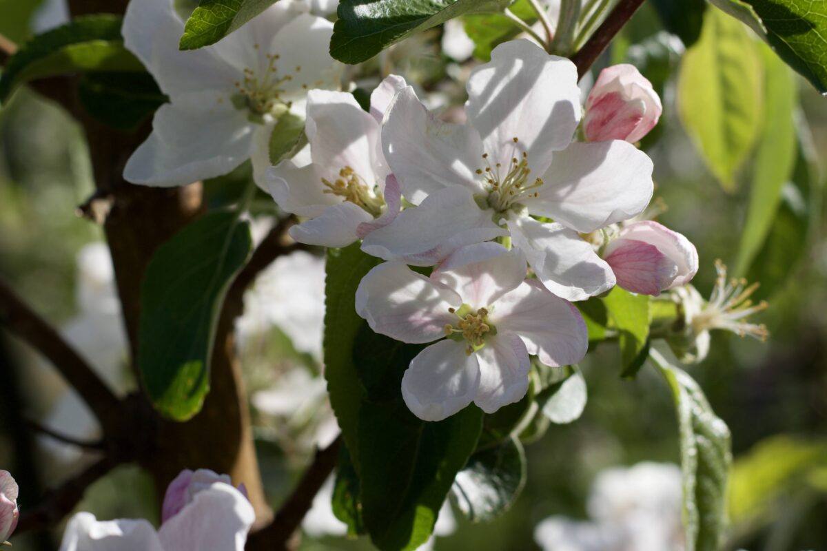 apple blossom