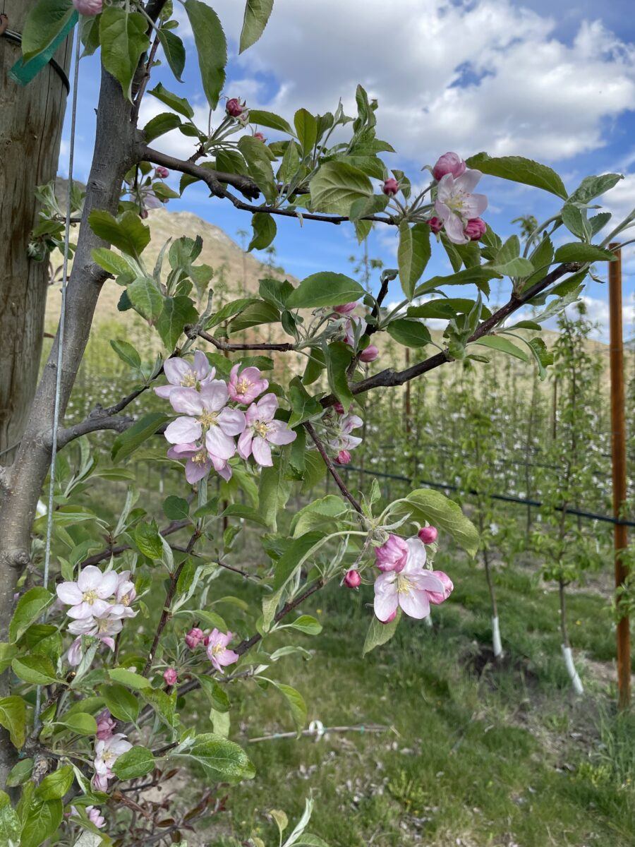 apple blossom good weather