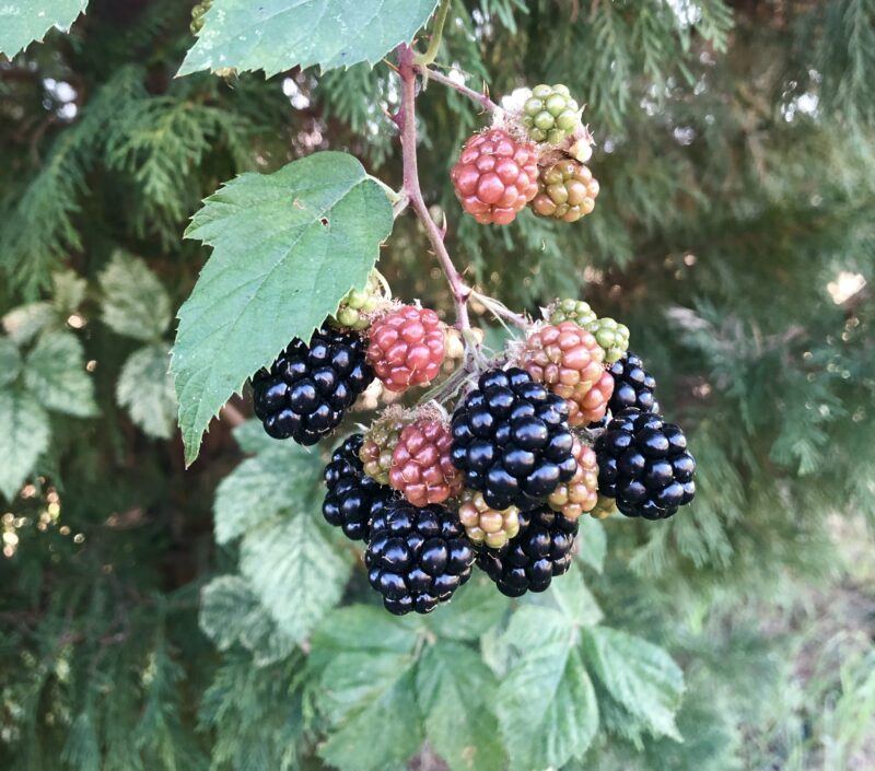 organic blackberries