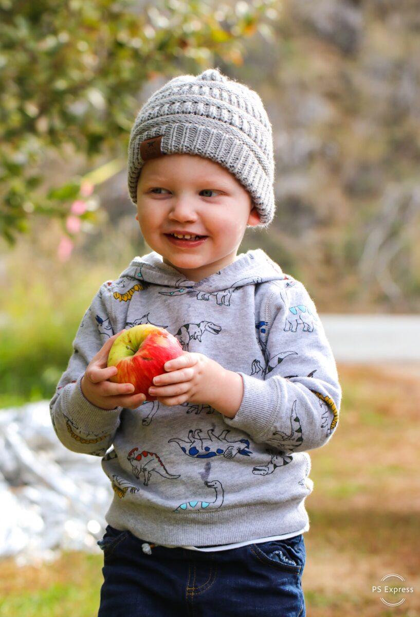 Toddler holding apple in orchard
