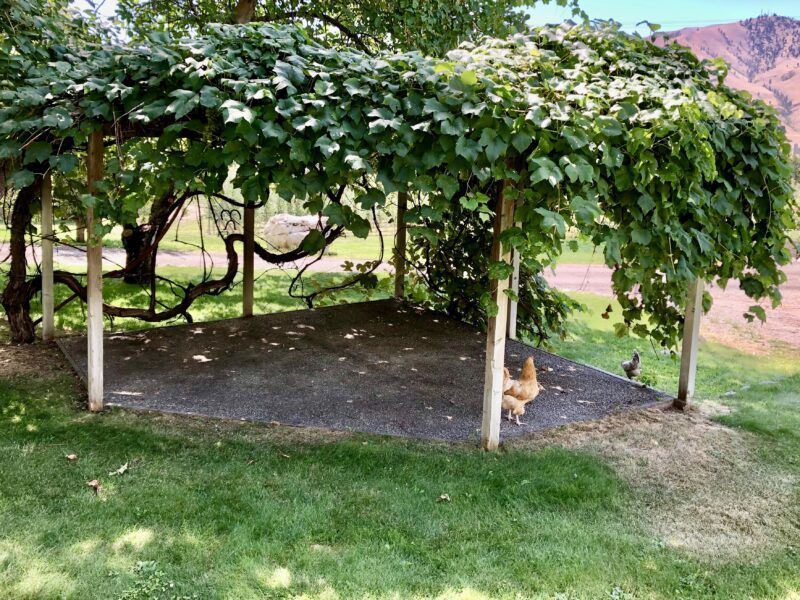 organic grape arbor