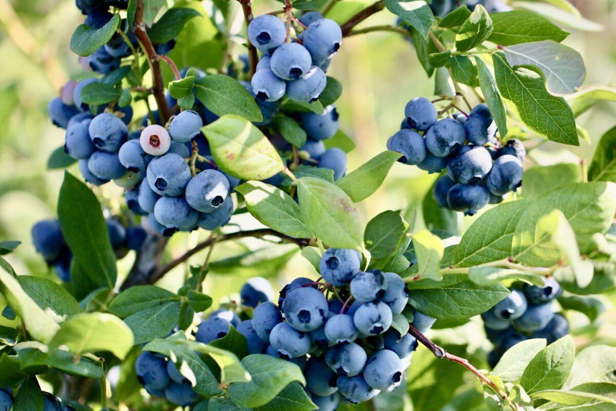organic blueberries for glowing skin