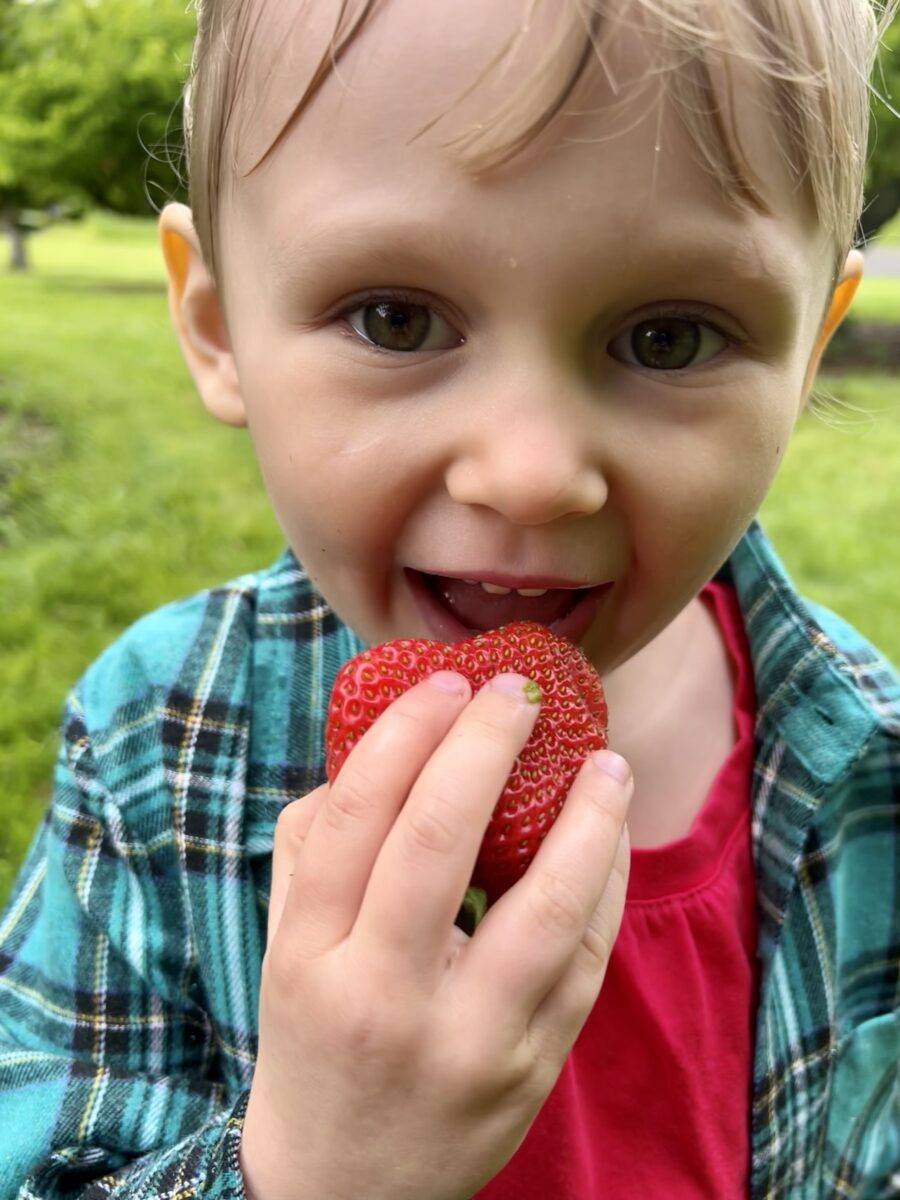 Organic fruit for Close up of young girl eating a fresh strawberry