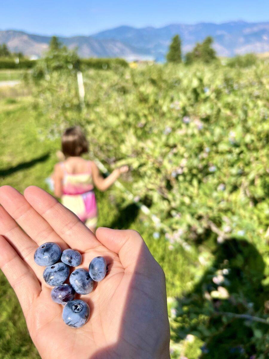 U-pick organic blueberries