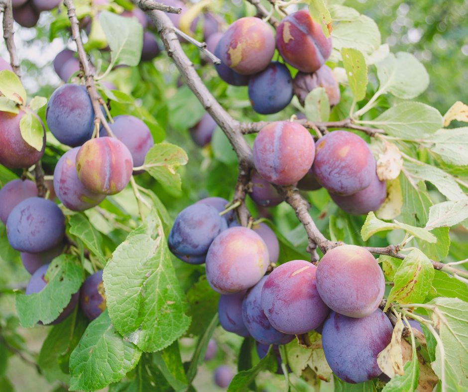 organic plums