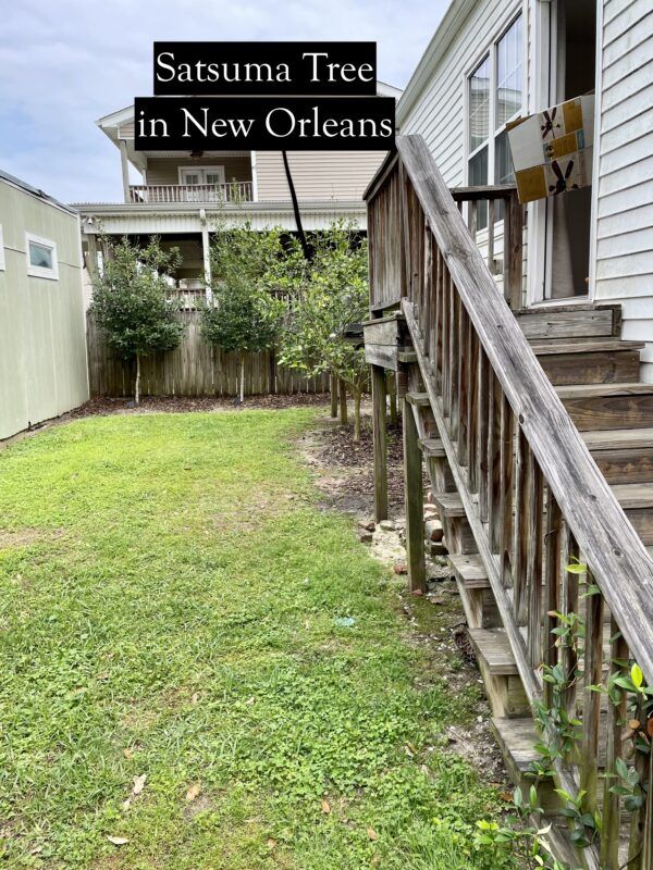 Satsuma Tree in backyard in New Orlean