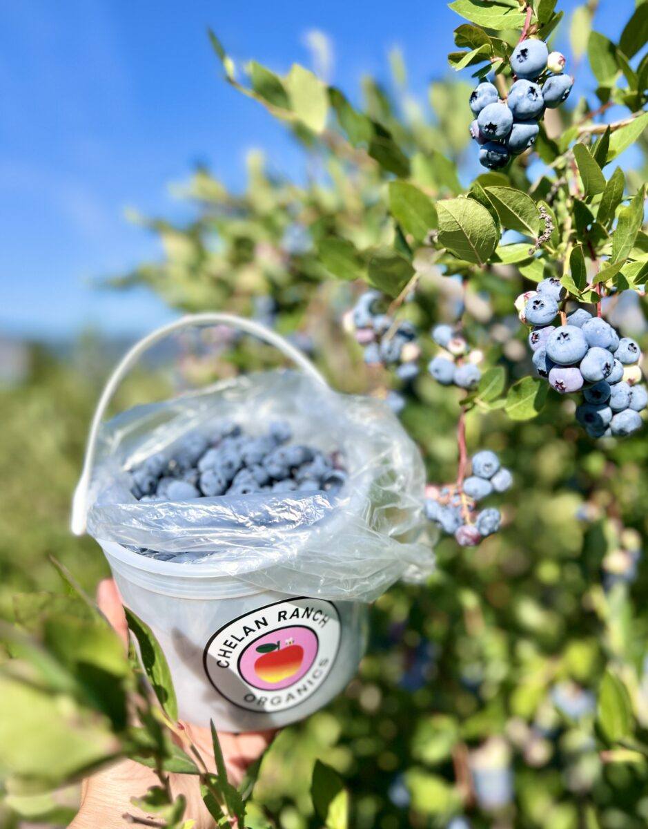 Organic blueberries