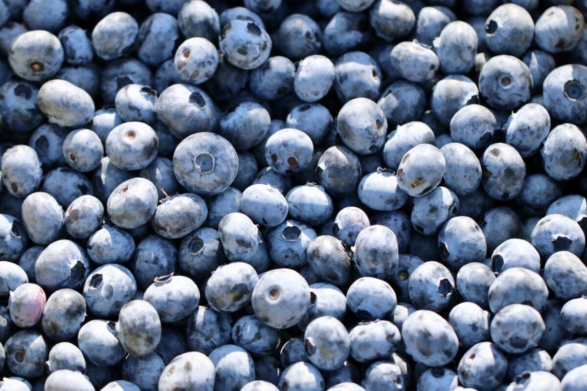 Freshly picked organic blueberries