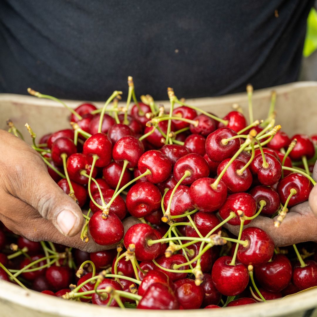 Local organic cherries from our farm