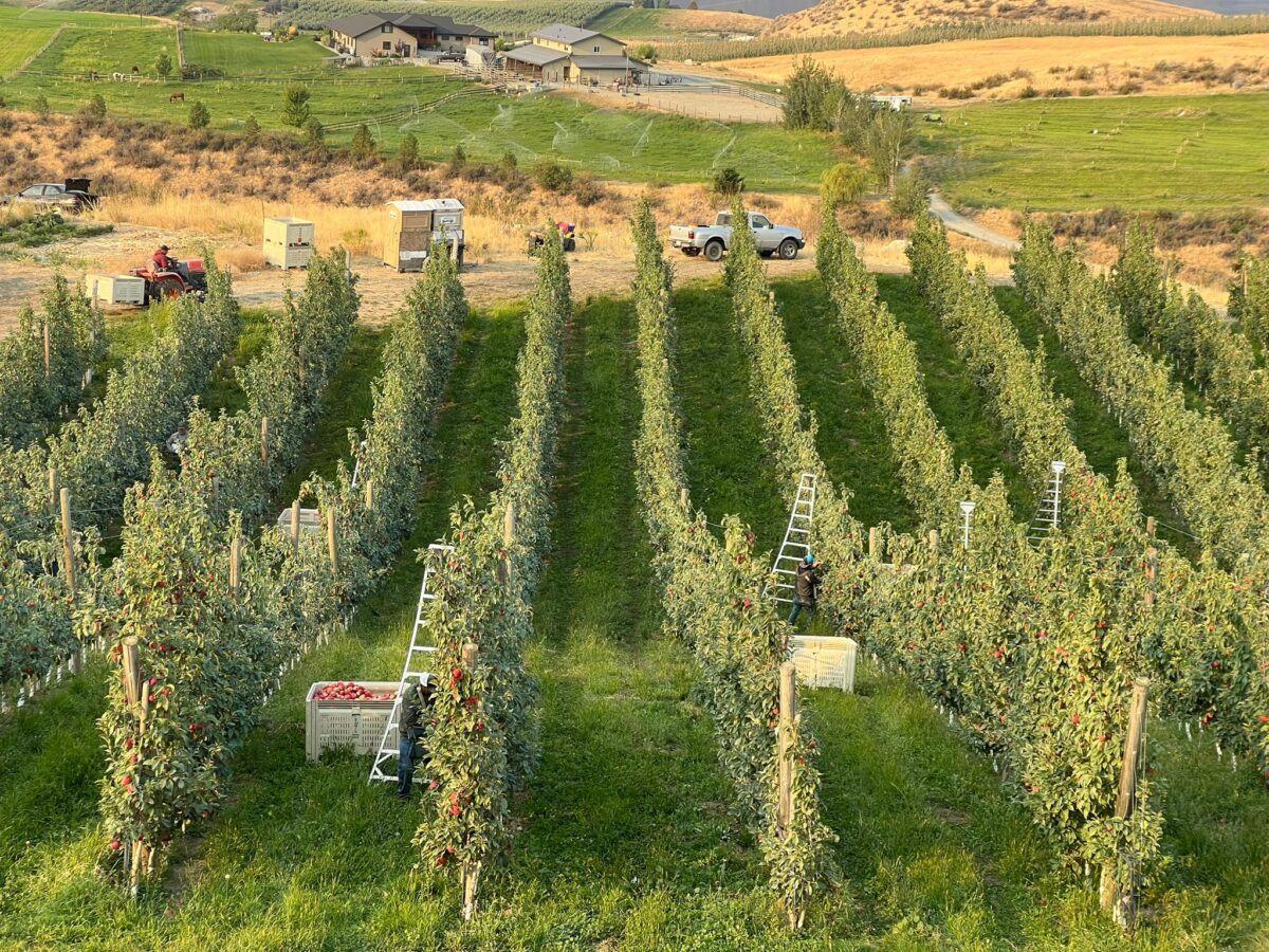 Organic Apple Harvest 2024