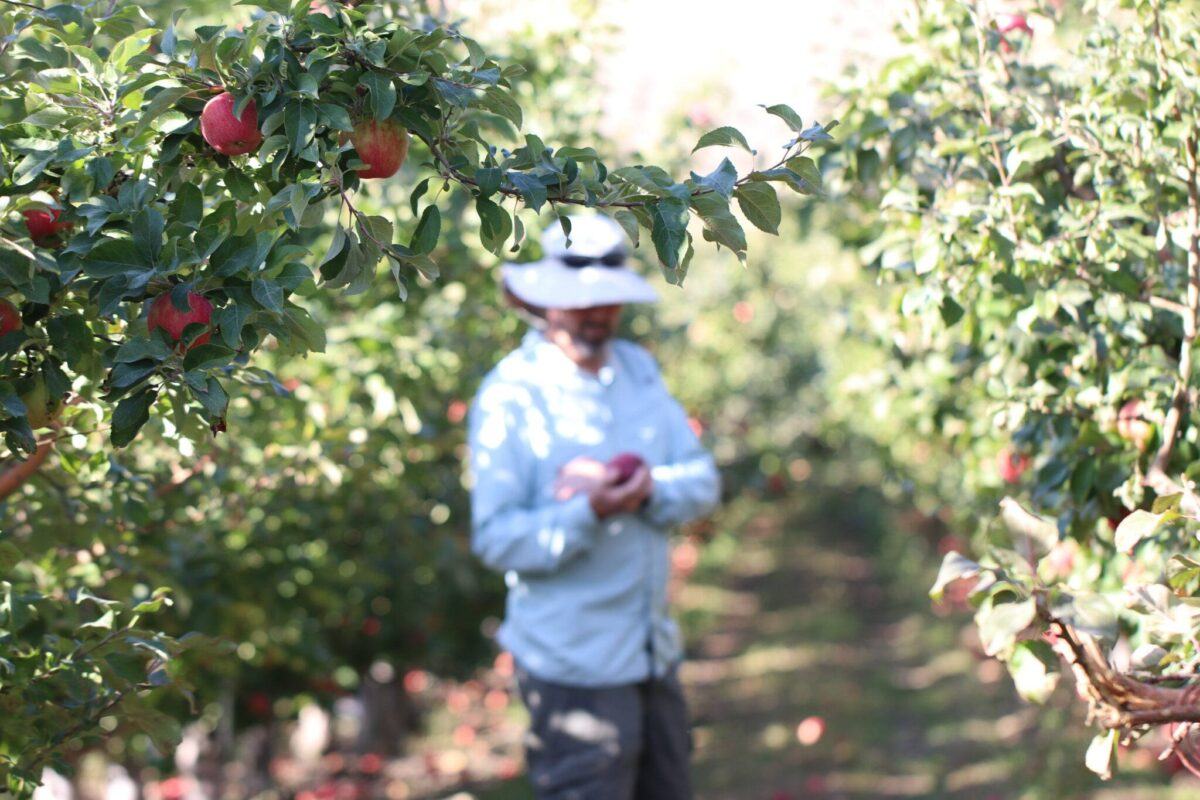 Chelan Ranch Farmer