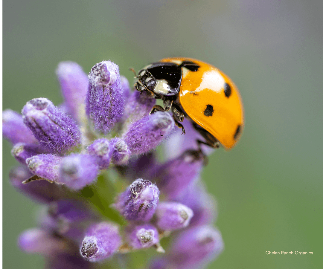 Chelan Ranch Ladybugs